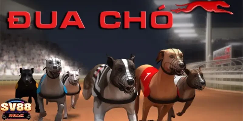 Tìm hiểu vài nét về cá cược đua chó là gì?