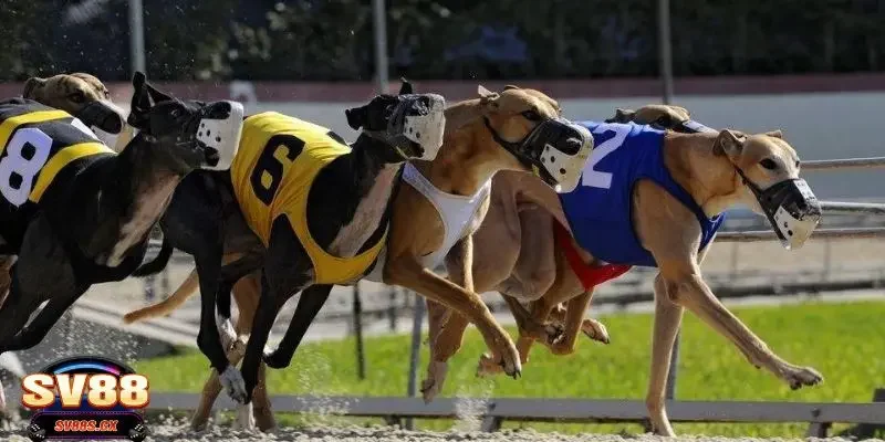 Chi tiết luật chơi cá cược đua chó và cách tham gia dễ dàng