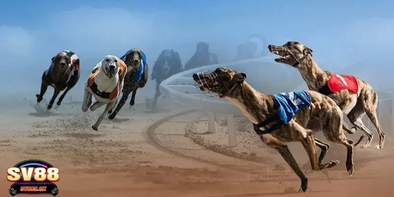 Tổng hợp về những hình thức cá cược đua chó bạn cần biết