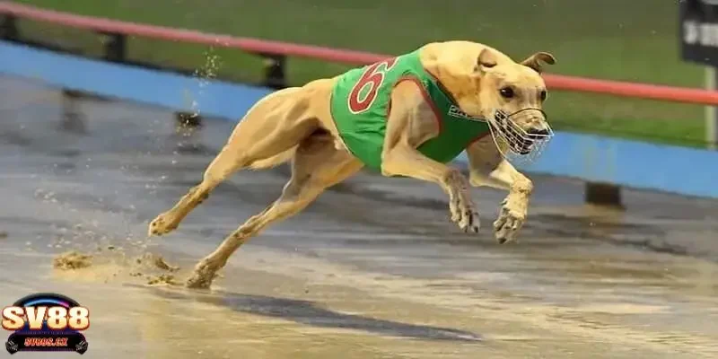 cá cược đua chó