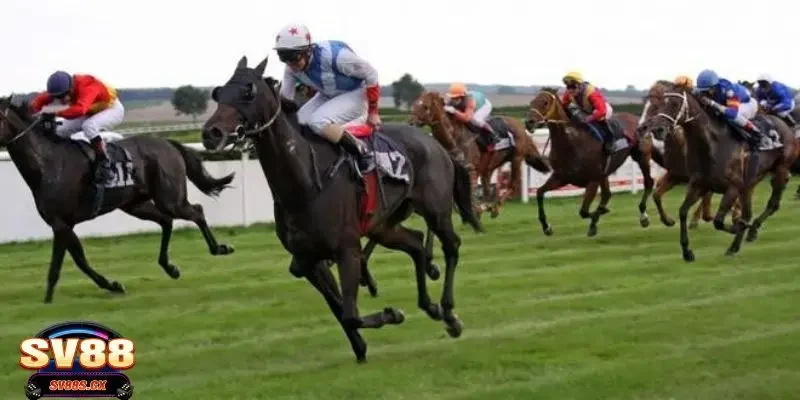 Tổng hợp các loại kèo thịnh hành nhất trong cá cược đua ngựa