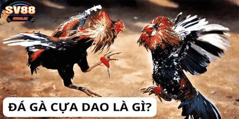 Tổng quan về đá gà cựa dao kịch tính và đặc sắc
