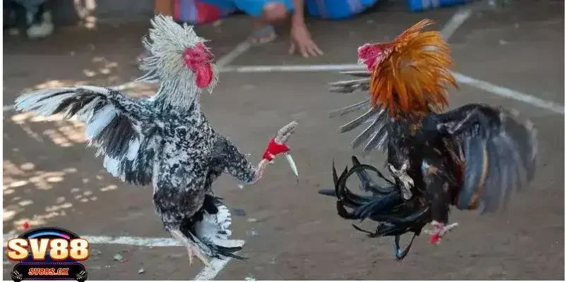 Giải mã về sức hút mạnh mẽ của đá gà cựa dao tại nhà cái