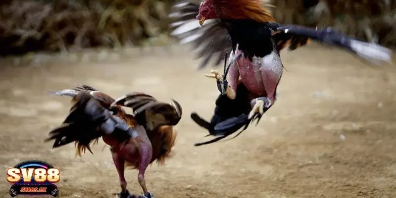 Hướng dẫn luật chơi đá gà cựa dao cơ bản cho người mới bắt đầu