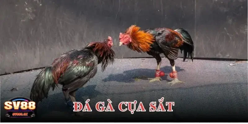 Tìm hiểu thông tin chung về đá gà cựa sắt là gì?