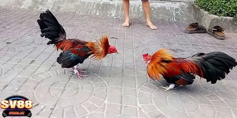 Chia sẻ kinh nghiệm cá cược đá gà cựa sắt hay từ các cao thủ