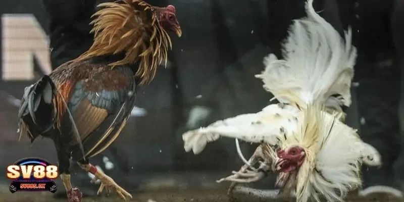 Đá gà online là gì?