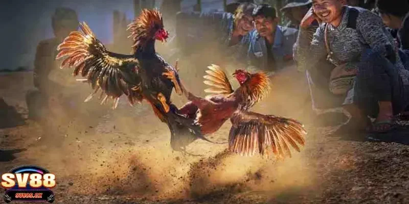 Những hình thức phổ biến trong đá gà online là gì?