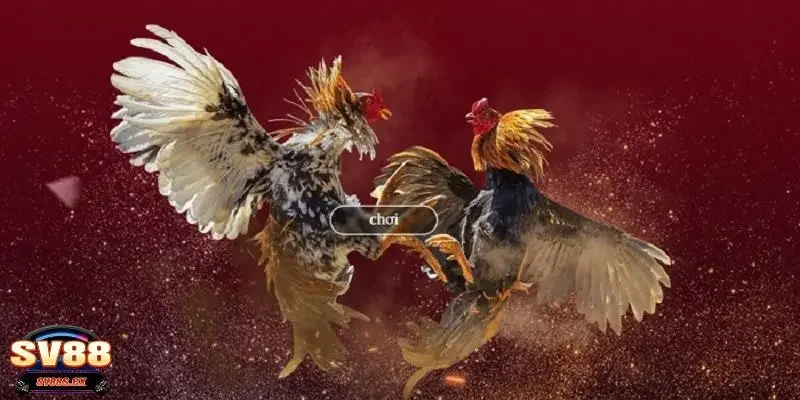 Giới thiệu vài nét thông tin về sảnh đá gà SV88