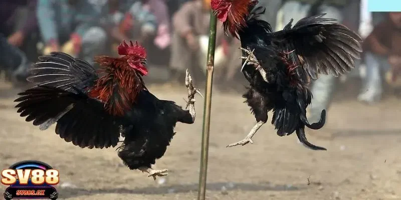 Kinh nghiệm cá cược đá gà hay dành cho các cược thủ