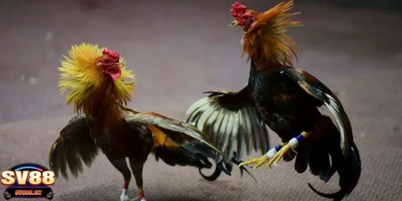 Phân tích thể trạng gà chiến: Kinh nghiệm cá cược đá gà