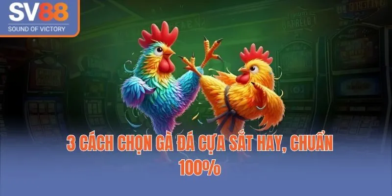 3 Cách chọn gà đá cựa sắt hay, chuẩn 100%