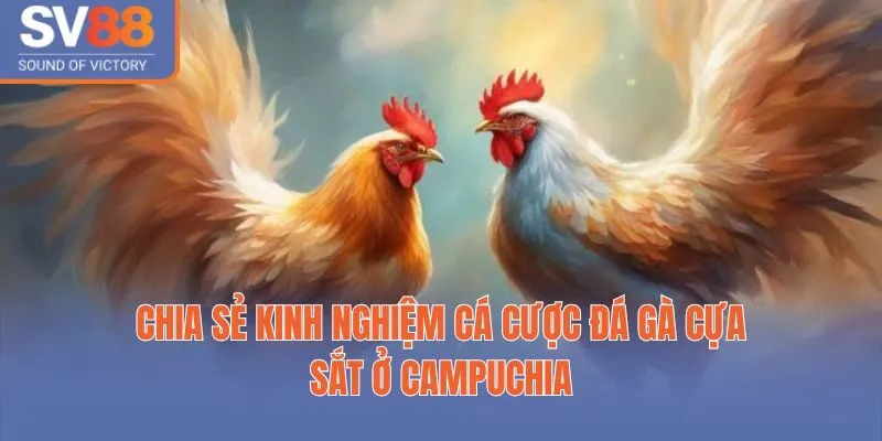 Chia Sẻ Kinh Nghiệm Cá Cược Đá Gà Cựa Sắt Ở Campuchia