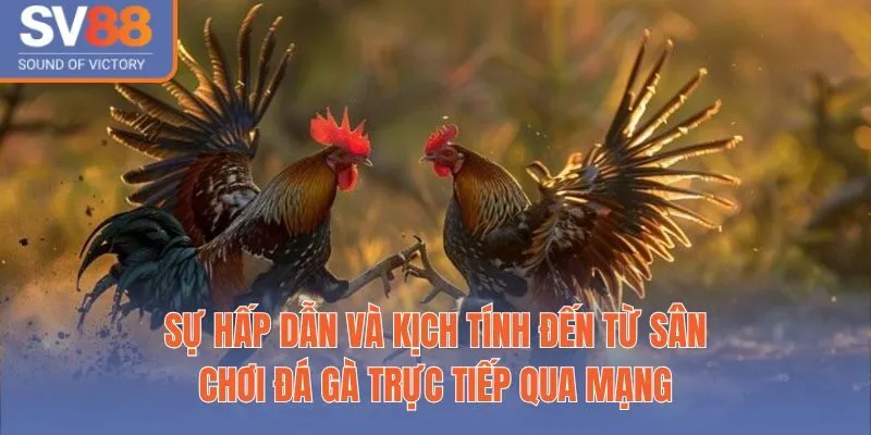 Sự Hấp Dẫn Và Kịch Tính Đến Từ Sân Chơi Đá Gà Trực Tiếp Qua Mạng
