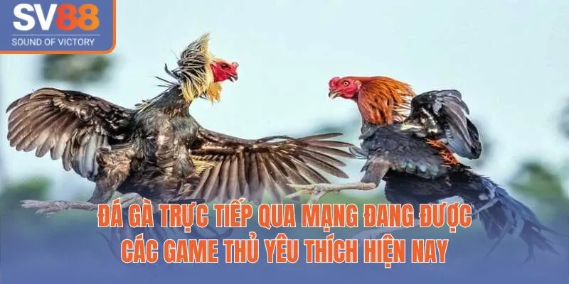 Sự Hấp Dẫn Và Kịch Tính Từ Sân Chơi Đá Gà Trực Tiếp Qua Mạng 2 Đá gà trực tiếp qua mạng đang được các game thủ yêu thích hiện nay