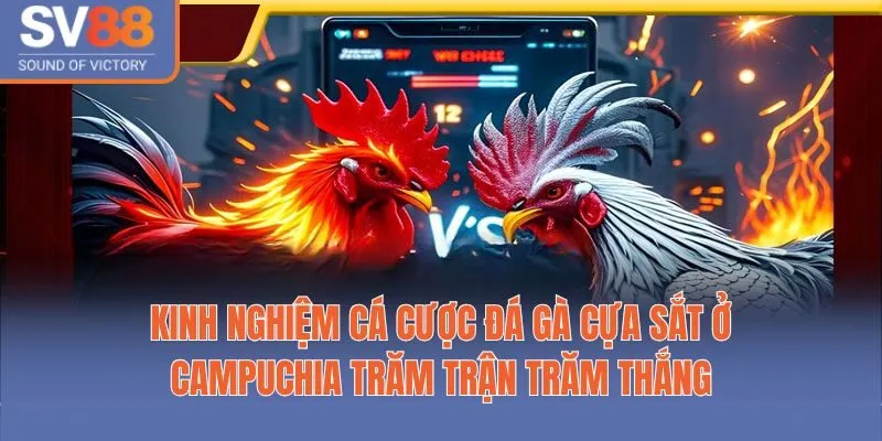 Kinh nghiệm cá cược đá gà cựa sắt ở Campuchia trăm trận trăm thắng