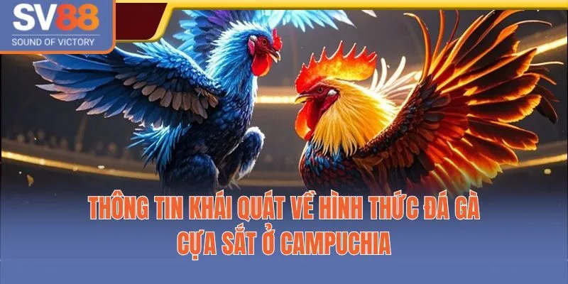 Thông tin khái quát về hình thức đá gà cựa sắt ở Campuchia