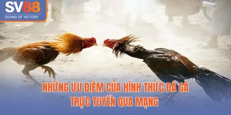 Sự Hấp Dẫn Và Kịch Tính Từ Sân Chơi Đá Gà Trực Tiếp Qua Mạng 3 Những ưu điểm của hình thức đá gà trực tuyến qua mạng